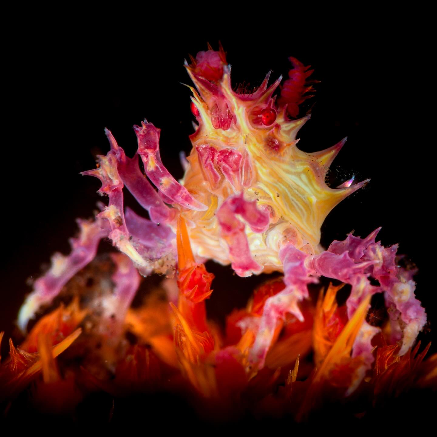 🔥FIRE WALKER 🔥
A little candy crab dances across its home dendronepthytha
#uwshot #macrounderwaterphotography #nauticamhousings #tulambenmacro #girlsthatscuba #diveadventures