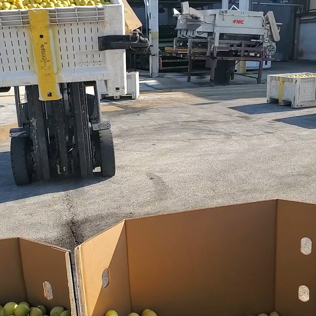 https://camelliagroves.com/so/3dPH1TCnK?languageTag=en
Camellia Groves
839 State Road 540 West
Winter Haven, Florida
#lemons #lemonade #freshfromflorida #farmstand #localharvestfarmersmarket #tangerines #honey #freshbread #grove #healthyfood #healthy
