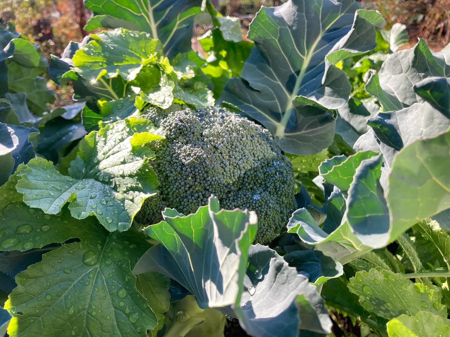 昨夏家族と一緒に作ったレイズドベッドですくすく育ってくれている野菜たち。大根は葉っぱも美味しく頂くことができ、ブロッコリーは収穫後も脇芽からまた収穫することができたりと、お野菜たちから元気をいただいています🥦🌱
レイズドベッドはレムケなつこさん @natsuko_bio の動画を参考に作りました。中には庭の落ち葉や剪定した枝などを入れて。土は花の土屋さんカネアさんの土。お野菜が元気に育ってくれます☺️
I made a raised bed with my family last summer. Love fresh veggies🥦🌱
#レイズドベッド #レイズドベッドdiy #家庭菜園 #オーガニック #旬の野菜 #新鮮野菜 #raisedbeds #raisedbedgardening #orgnic #seasonalvegetables #freshveggies