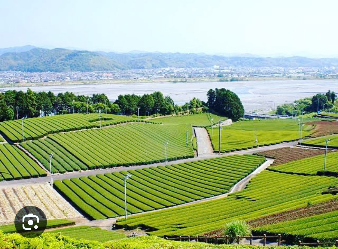 This product is a modern-day travel tour of the banquets that were held in the post towns of the Tokaido from Shimada-juku to nisaka-juku (Kakegawa)
#greentea #makinohara #shimada #mtfuji #surugabay #shizuoka #teaparty #teaceremony #teaplantation #tokaido #chaji