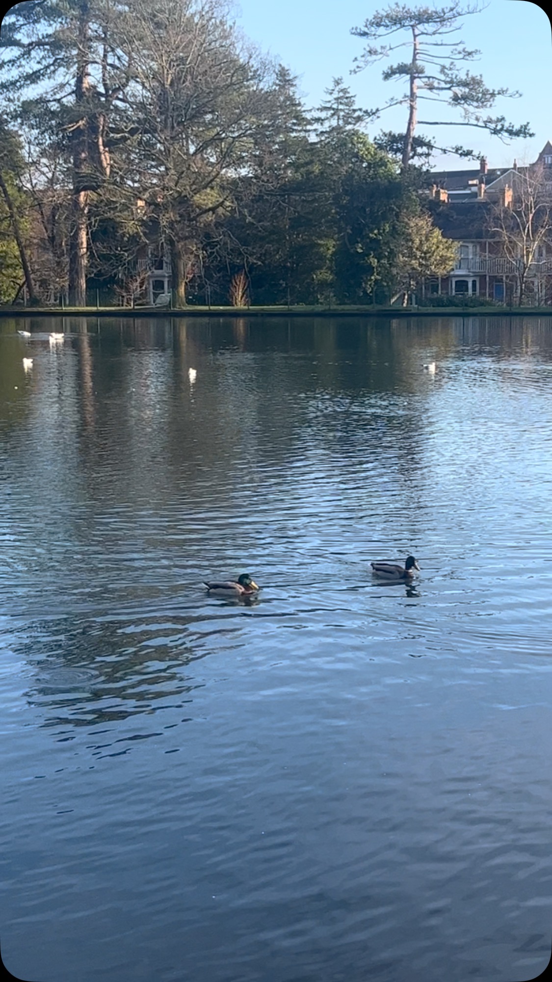 📍Brynmill Park, SA2 0JQ