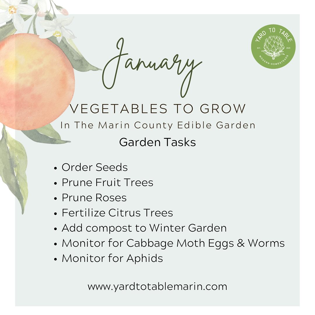 Although the garden slows down in the winter months there are always tasks to do and plants to sow and plant.
Here are some ideas for tasks to complete right now in your Marin County garden.
What are you doing in your garden this month?
Happy 2025!