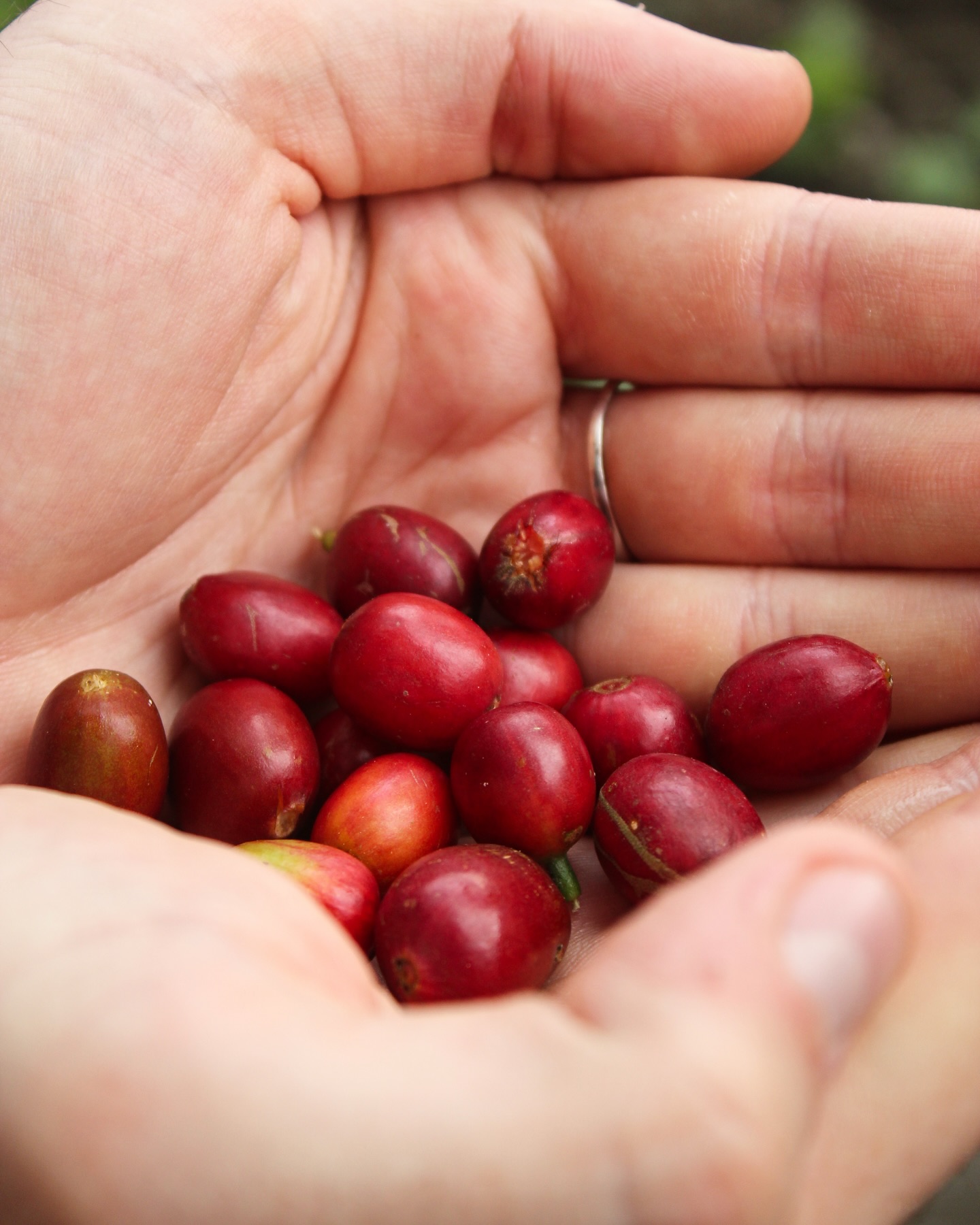 ☕️🍒
#specialtycoffee #coffeecherry #coffeeroasters #harvest #montpellier