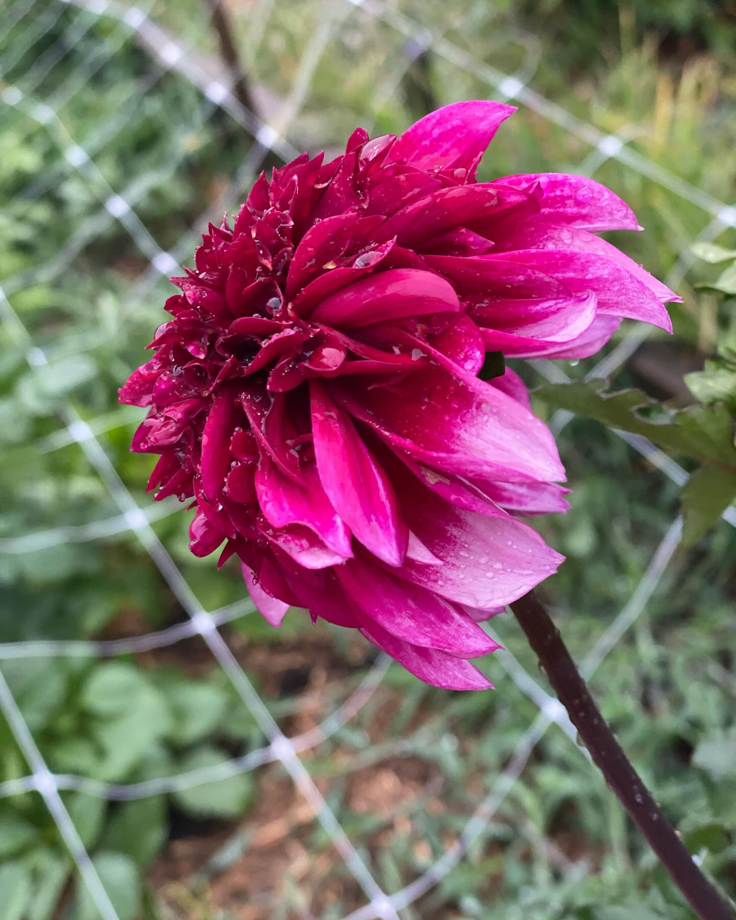 The last couple of days has brought the rain we have been eagerly waiting for and a break from the heat.
I’m so glad that I have a chance to plant out my next batch of seedlings that have desperately been waiting for the heatwave to pass. I hope they settle in before the heat ramps up again to get that final growth spurt in before the end of summer.
I had to smile when reading an email from @transitionfarm a reminder that although we are all enjoying our harvest this time of year it’s already time to plant seeds for next season….
“You need to keep sowing!!”
…Just keep swimming just keep swimming….
It’s been a fantastic season for new seedlings, here is my favourite Dahlia seedling with new ones still opening up everyday.
#seedsowing #summerheat #imustgrowflowers #floretseeds #enjoytheharvestbounty #organicflowers