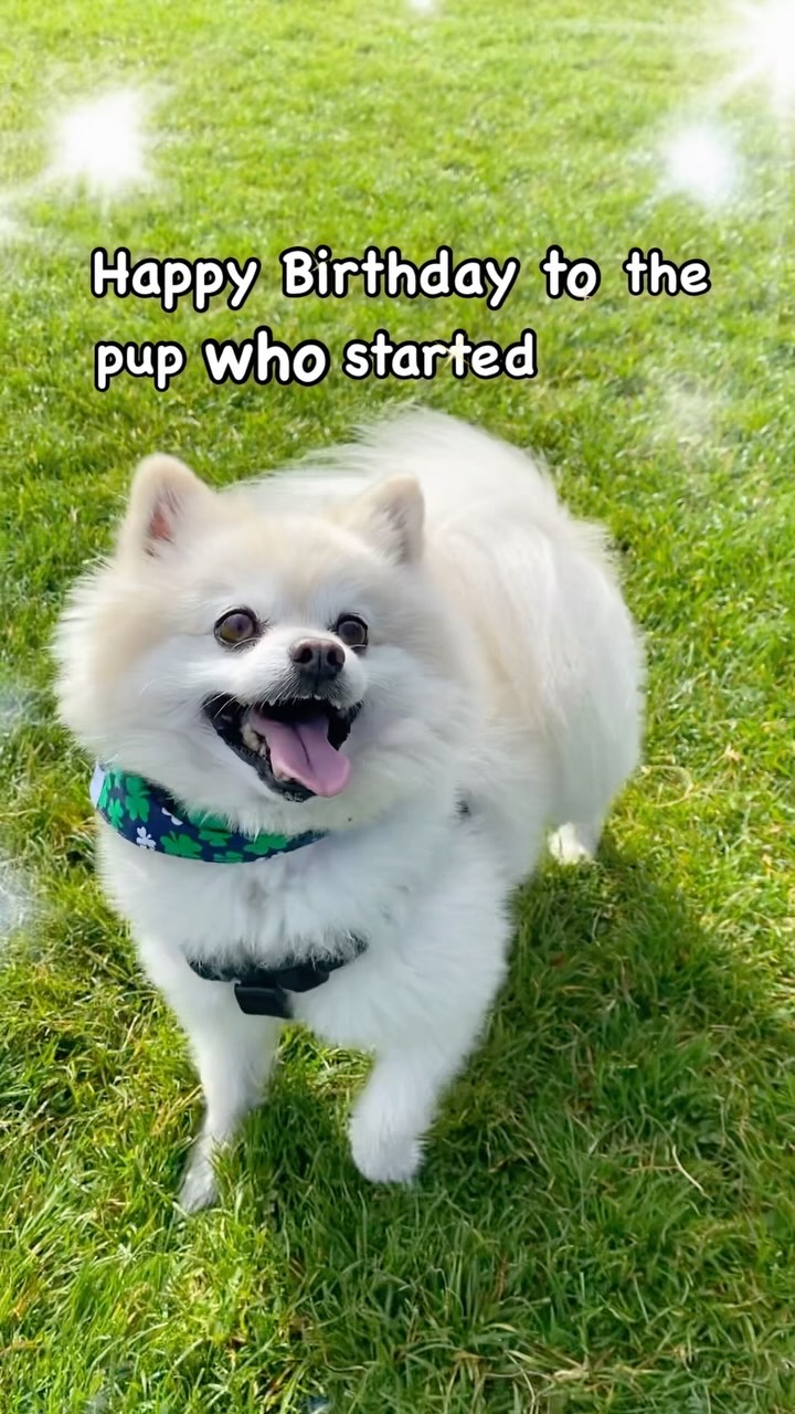 Happy Birthday Dexter!
You were special and we miss you every day! โค๏ธ