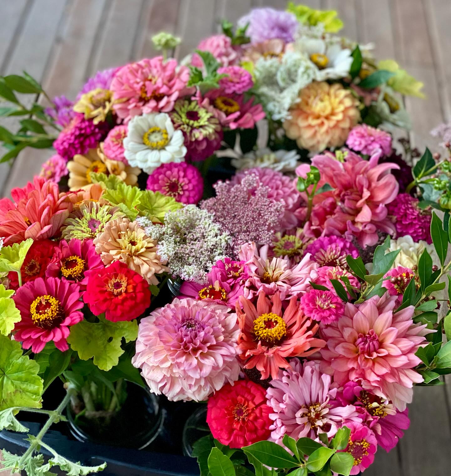 Today’s harvest heading into @goodnessmeorganics this morning.
These cute little posies will be sure to brighten up your day. How amazing is nature!!
#somethinglovely #freshfromthefarm #organicflowers #imustgrowflowers #zinnias #dahlias #newcastleflowerfarm