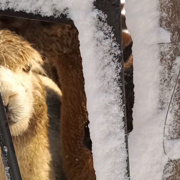 Sensation!! Europäische Yetiherde bei Futtersuche gefilmt!! 😉🦙
@obstwiesen.alpakas #obstwiesenalpakas #yeti #pepperdasobstwiesenalpaka #sensation #alpaka #alpaca #badmünstereifel #cologne #köln #bonn #euskirchen #koblenz #ahrtal #effelsberg #holzem #zwinker