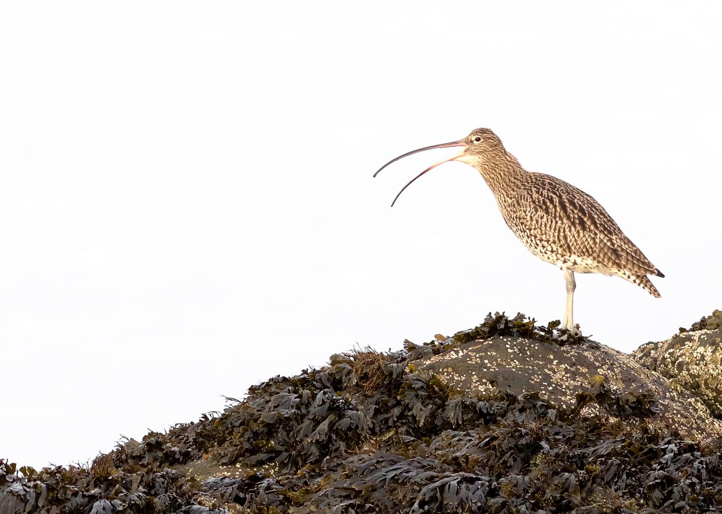 Some lovely shorebirds from my Scottish Shores photo workshops this weekend š“ó §ó ¢ó ³ó £ó “ó æ In my opinion, the coastline near Edinburgh offers some of the best chances for close-up shorebird photography at eye-level. In order: Curlew, Grey Heron, Turnstones, Bar-Tailed Godwit.
@seabirdcentre #northberwick #scottishbirds #brilliantbirds #naturelovers #heron #curlew #shorebirds #coast #birdphoto #naturesbrilliance #visitscotland #explorescotland #birdingscotland #photoworkshop #scottishshores #wildlifeshots
