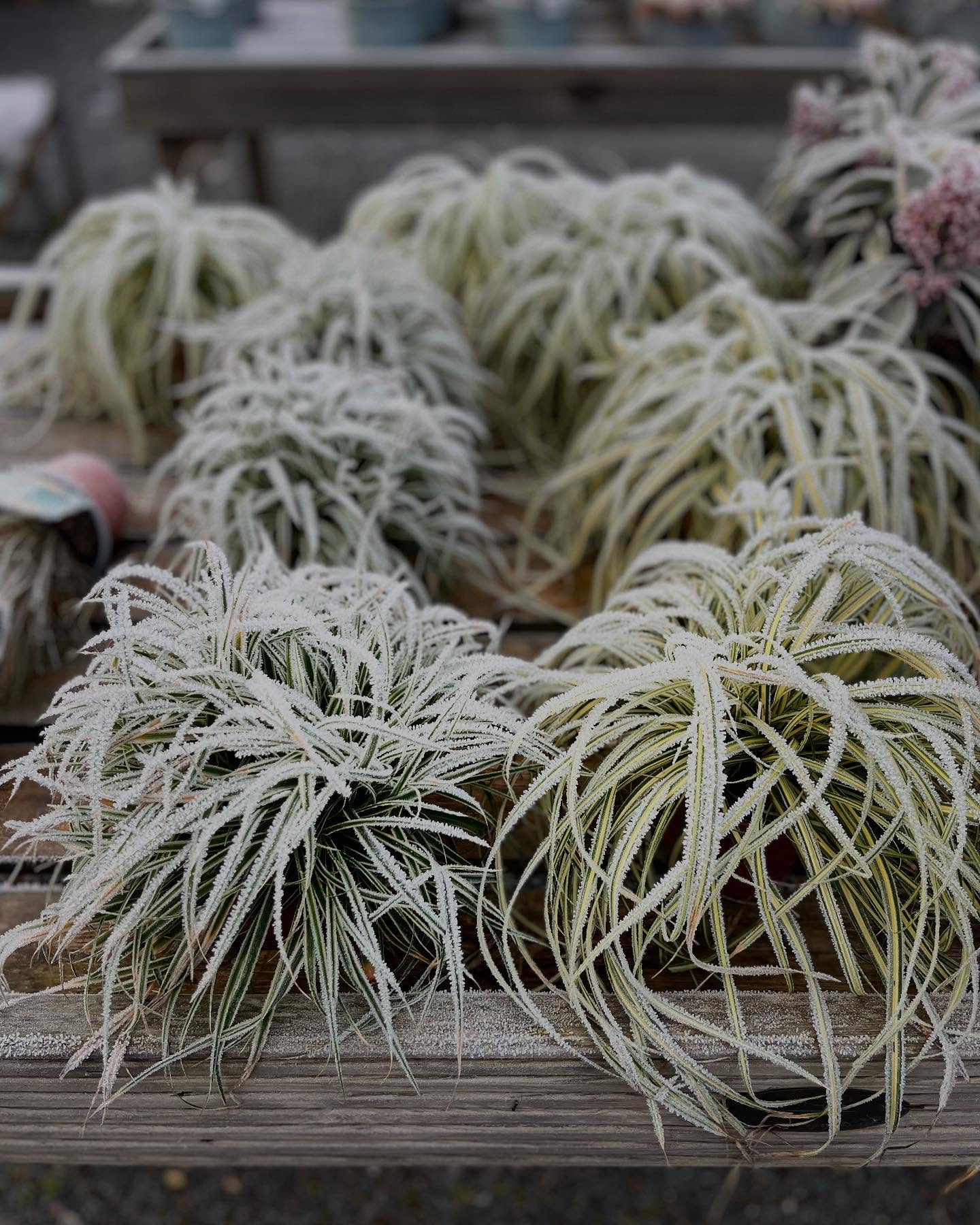 Why don’t you pop down today for one of our special frozen plants, we have a good selection of shrubs and some extra frozen David Austin Roses, just proving how hardy my stock is in these minus temperatures, if I can prise them of the tables 🥶we even have some extra solid compost 😳🤪😬🥶😱