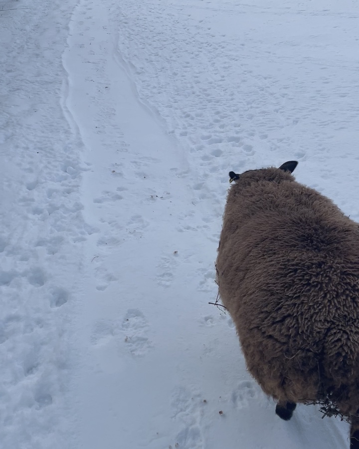 🐑 🐴 🛞 ❄️ 🦾
#training #tyredrag #sheep #horse #spectators #snow #westyorkshire