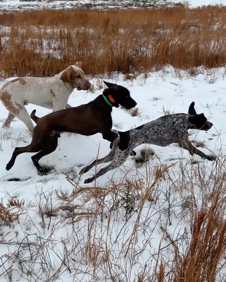 Schillings Snow Day
.
.
.
#schillingsgundogs #schillingsgundogstraining #sgdtraining
#uplanddogtraining #uplanddogtrainer
#gundogtraining #gundog #birddogtraining #birddog #retriever #retrievertraining #alabamasnowday #alabamasnowday2025 #pheasants