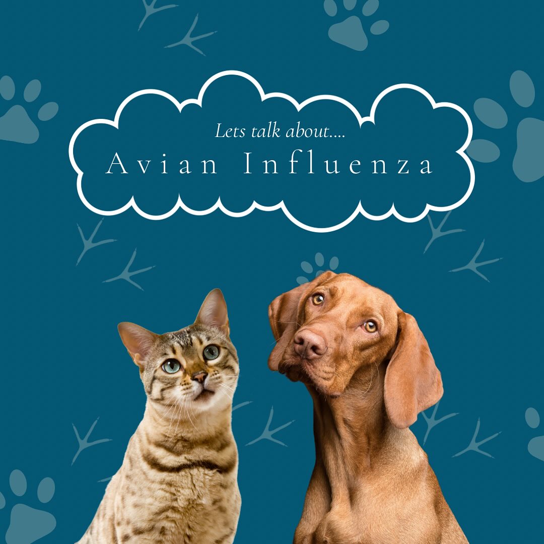 Take some time to educate yourself on the bird flu so your pets stay safe and healthy!
If you have indoor/outdoor cats it is best to bring them inside to avoid infection. It’s also been recommended to take down bird feeders for the time being.
If your pet is showing any concerning symptoms please contact your veterinarian 🐶🐱