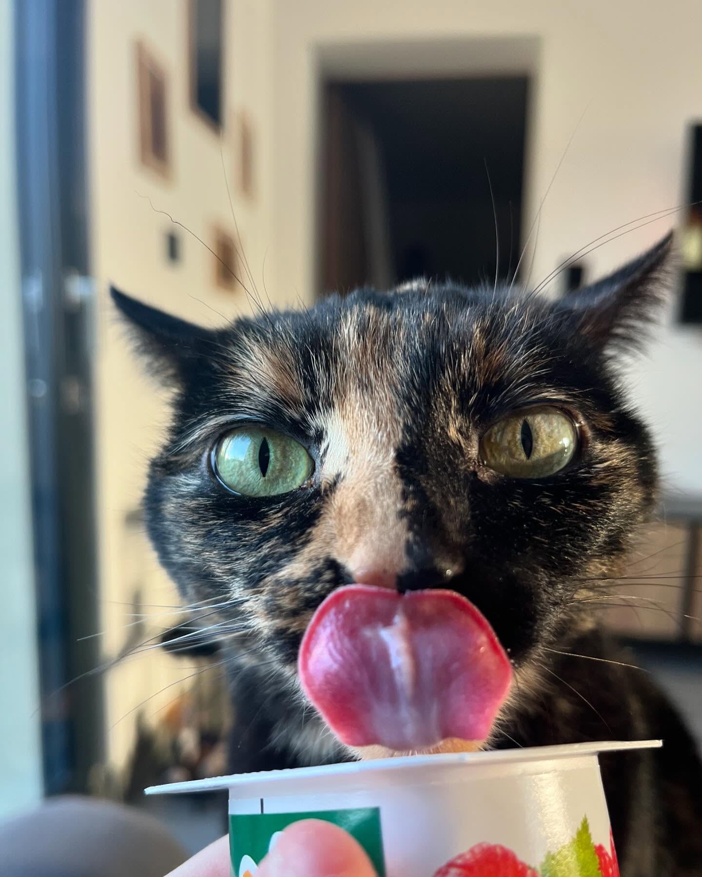 Une note d’humour en ce lundi matin 👅🐱
Bonne semaine à tous !
____________
Www.surixpets.com