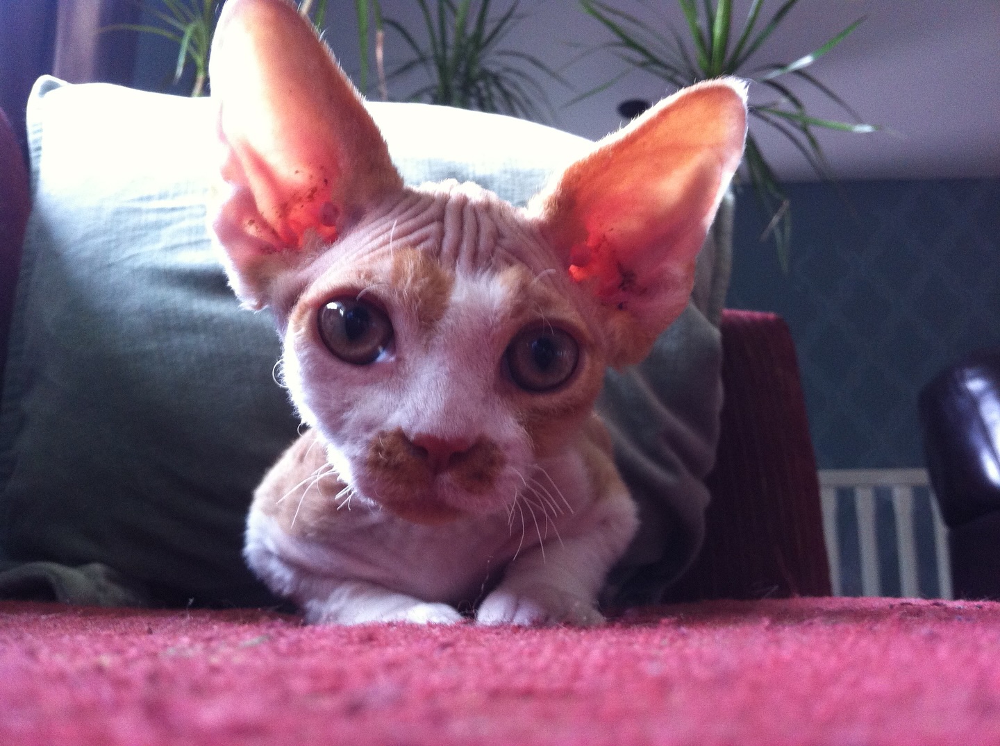 This little weirdo crossed the rainbow bridge today…
Fish (Fisher) was the OG. He was the one that started this crazy Devon Rex love affair. As you will see, he did eventually grow into those huge ears!
🥲
There is a 4th cat in there, I swear. she got cropped off a couple of pics.