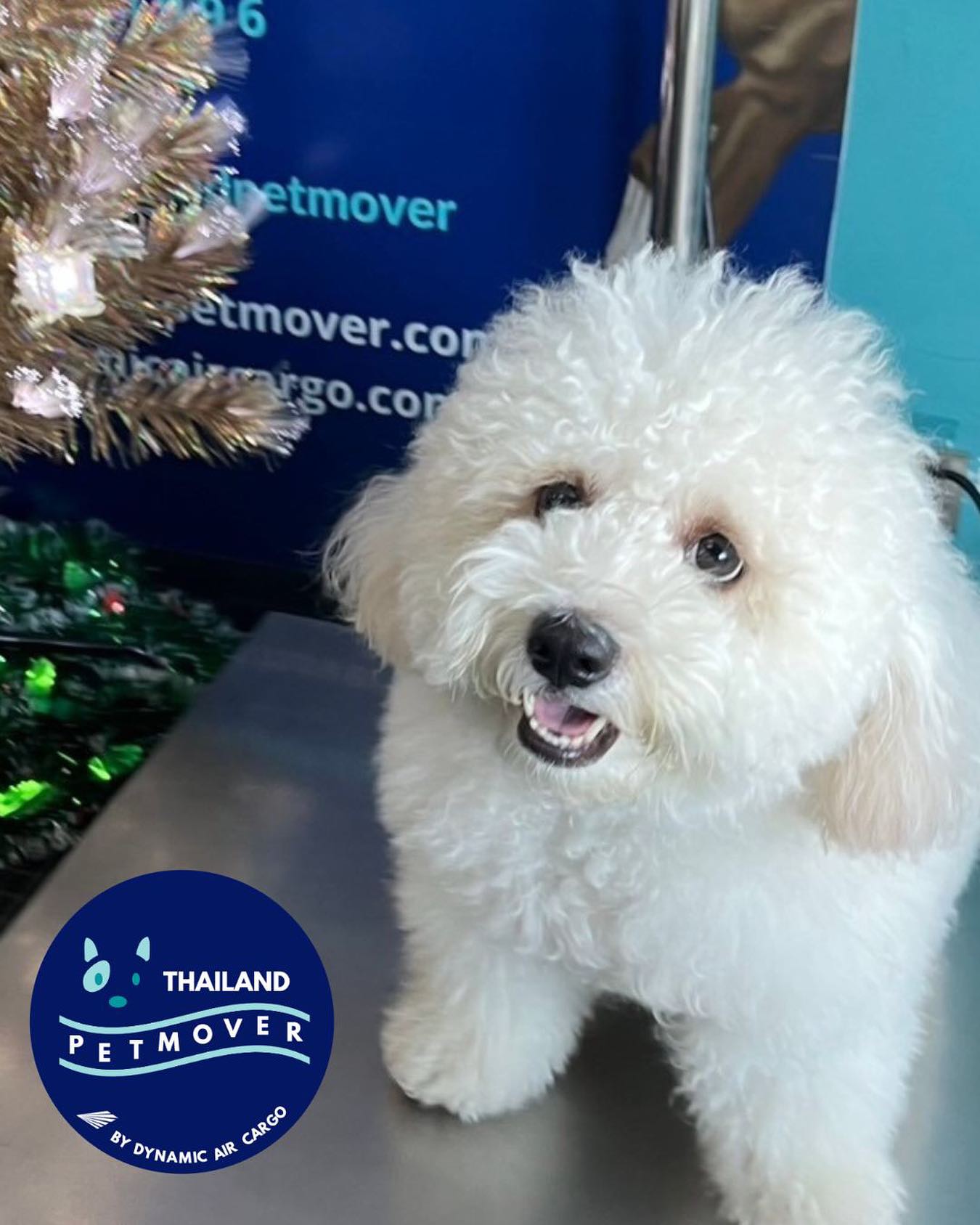 🇹🇭 🛫 🇬🇧
Welcoming the New Year with our frequent flyer heading back to London 🥰
——————————————————
🐶 Thailand Pet Mover
🐱 Where Pet Lover Meets Pet Mover
🐰 Inquire via LINE: @thailandpetmover
🐯 Or Email: service@dynamicaircargo.com
🐹 Our DMs are not monitored
🐷 A trade mark service managed by Dynamic Air Cargo, a member of IPATA and IATA.
——————————————————
Please make sure you contact direct to our customer service team
#bangkok #traveller #importer #exporters #animals #thailandpetmover #petrelocationservices #petrelocation
#animallovers #pet #petmoverthailand #petshipping #dynamicaircargo #thailandpetrelocation #petrelocationthailand
#worldwideshipping #petmover #petlover #cats #doglover #ขนส่งสัตว์เลี้ยงไปต่างประเทศ #หมา #แมว #ขนส่งสัตว์เลี้ยง #doglovers #dogs #pets #petboarding