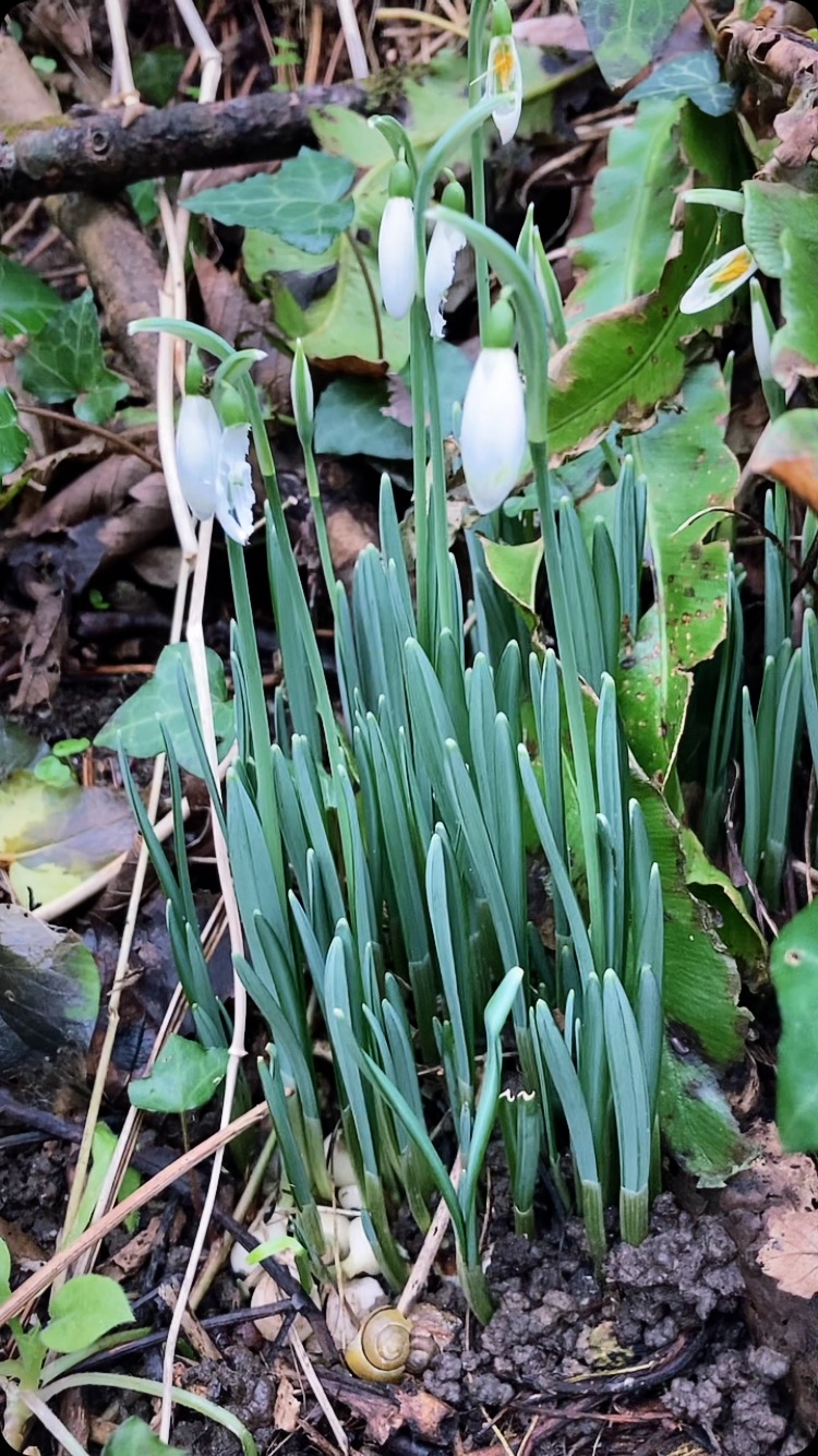 In the rush of daily life, the art of slowing down can feel like a luxury, but it’s a profound necessity. This morning, I stepped out into the crisp midwinter air, letting each breath and step draw me closer to the beauty surrounding me. Winter fungi clung to mossy branches such as velvet shank, turkey tail and jelly ear, winter flowers such as narcissus, primroses and sweet violets glowed amidst the rich green in the low sun, and the earthy scent of damp leaves reminded me of the quiet cycles of nature. As I wandered, I paused to forage—small treasures like wild garlic shoots, a handful of sweet violet flowers and velvet shank, each holding stories of the season. In slowing down, I not only saw but truly felt the winter world come alive.
I hope you enjoy accompanying me on my winter walk ❄️
#winter #foraging #foraginguk #forager #wildfood #fungi #winterwalk #walks #cornwall #getoutside #lovenature #slowliving #nature #winterflowers #flowers