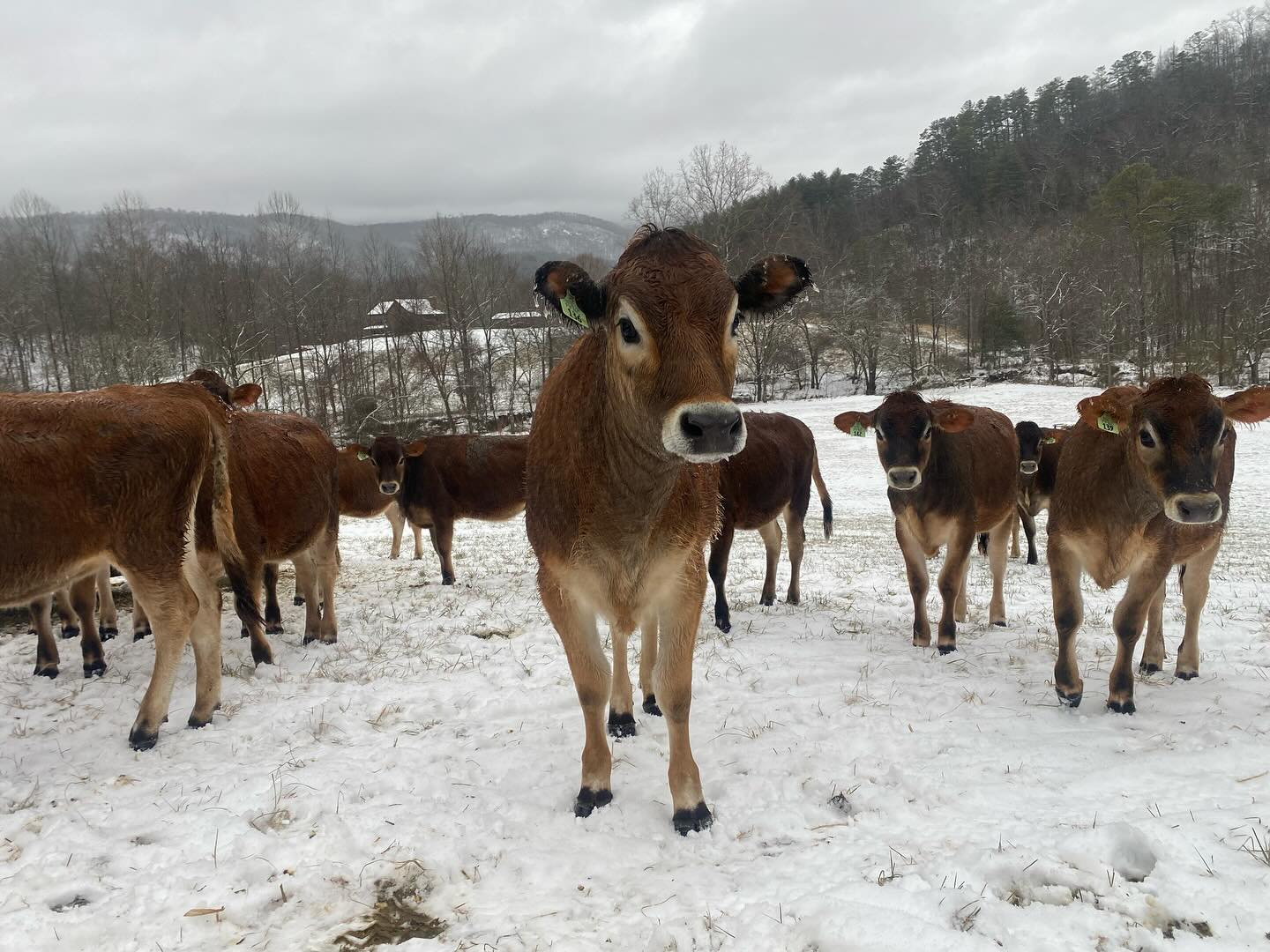 We hope y’all had a safe and fun weekend enjoying the snow. ❄️☃️ If our heifers could talk I’m sure they’d say something like, “This snow stuff is really cool and all, but where did my grass go?” Thankfully the snow has melted off quite a bit and these girls are back to enjoying their pasture.🌱 Wishing you all a wonderful week!