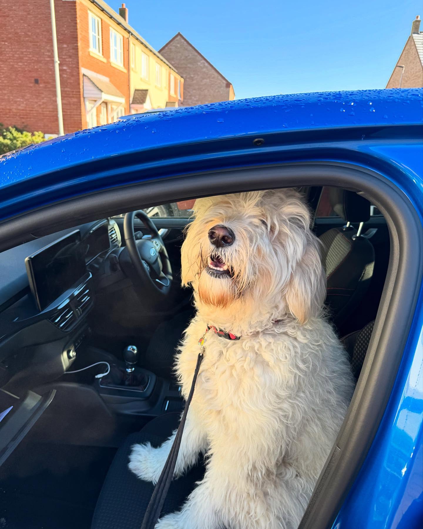 “Introducing my new driving instructor, Crumble the Goldendoodle! 🚗🐾 She promises to keep my tail wagging, but I’m pretty sure her idea of ‘road safety’ is just sticking her head out the window! 😂 #PawsOnTheWheel #CrumbleTheDrivingDiva”