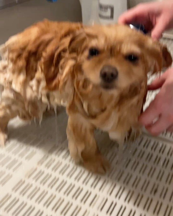 We love our jobs so much 😅 Cuteness overload 🥹❤️ @helen_jayne_kirby #pomeranian #woofmansdoggrooming #brightondogs #brightondoggrooming #woofmans #pomeranianworld #bathtime