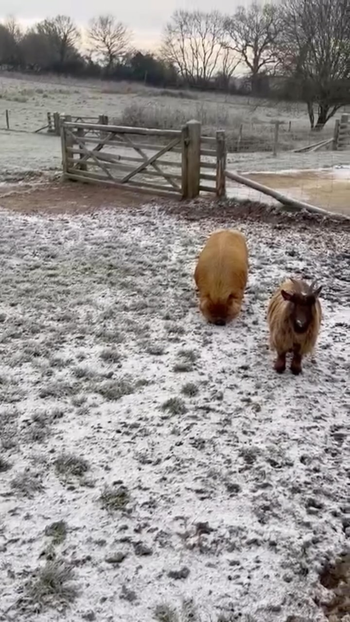 Great start to the weekend at Silchester Farm Corporate Open Morning today!
Couldn’t imagine a better greeting(wait until the end)🐐🐷🐑
.
.
.
#limebluesolutions #travel #hotels #events #design #venue #live #virtual #production #av #incentives #rewards #client #sitevisit #uk #teammeeting #successful #LuxuryHotelsUK #venuefinding #eventprofessionals #eventprofsuk #sitevisit