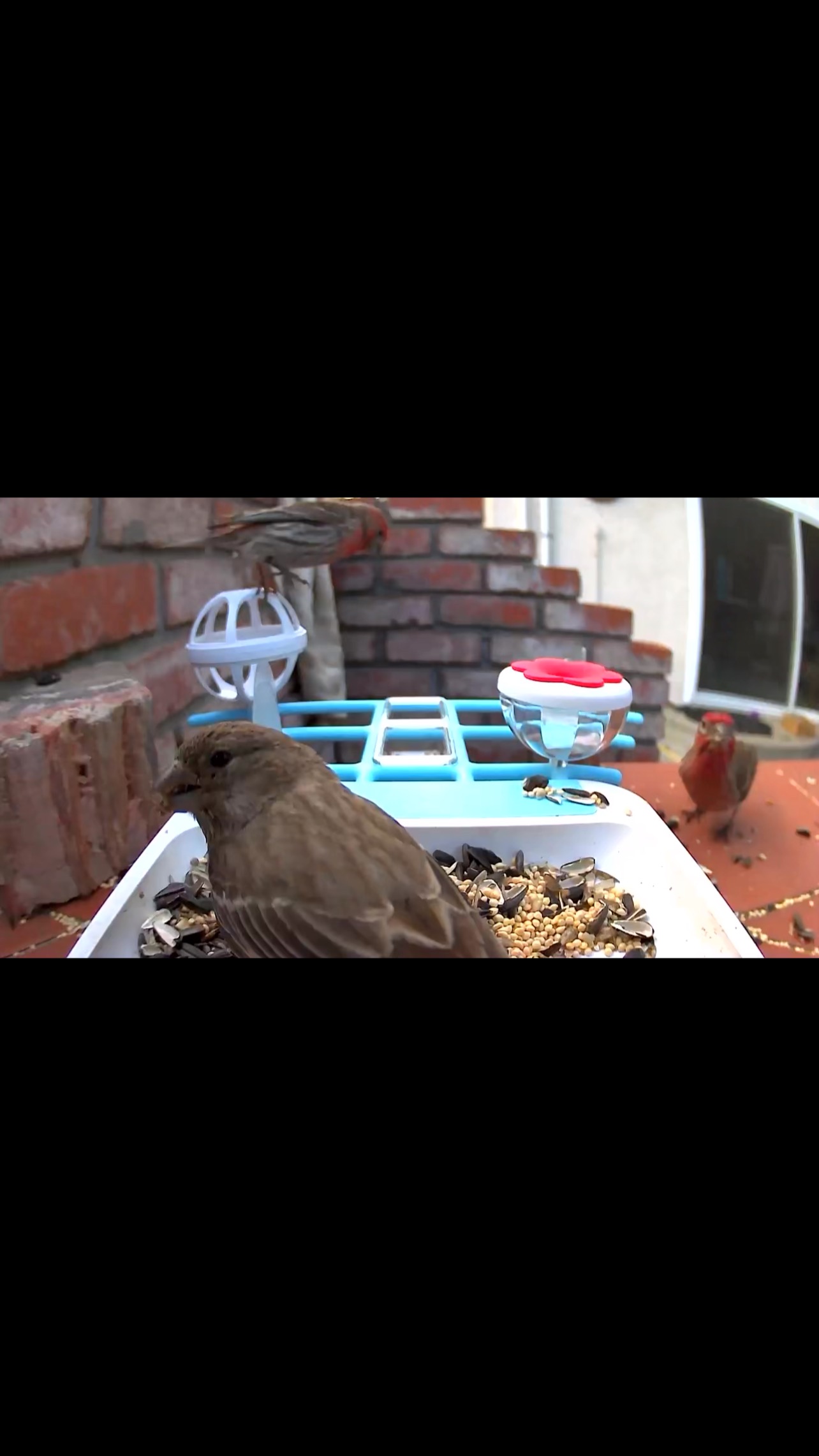 CLEAN YOUR FEEDERS, please!
Recently, WERC received reports of a backyard feeder in San Jose that had quite a few finches that had passed away. While we don’t know the exact cause, when there are multiple sightings of birds deceased at a feeder it’s safe to assume something is being passed around.
Due to being high trafficked areas for many different species of birds, different diseases can quickly spread at these feeders including: conjunctivitis, salmonella and avian pox. It is highly recommended that you routinely clean your bird feeders throughly every 2 weeks to prevent the spread of any issues.
How to properly clean feeders, please click the link below:
https://www.allaboutbirds.org/news/how-to-clean-your-bird-feeder/
If you are noticing high mortality at your bird feeding stations, please take down feeders right away.
#songbirds #wildlife #feeders #birdfeeders