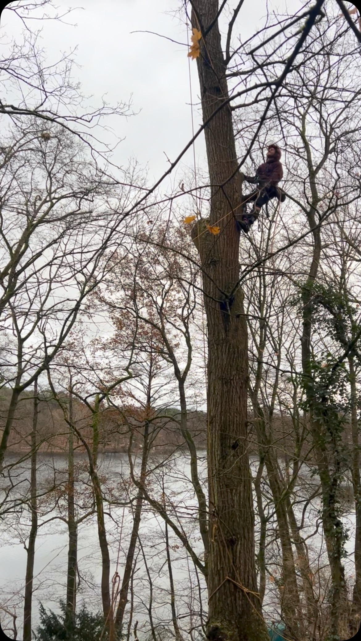 Spinning into 2025 🚀🌳
#treecare #2025 #dmm #monkeylife #arborist #treeclimber #notch #roperunner #berlin #schlachtensee