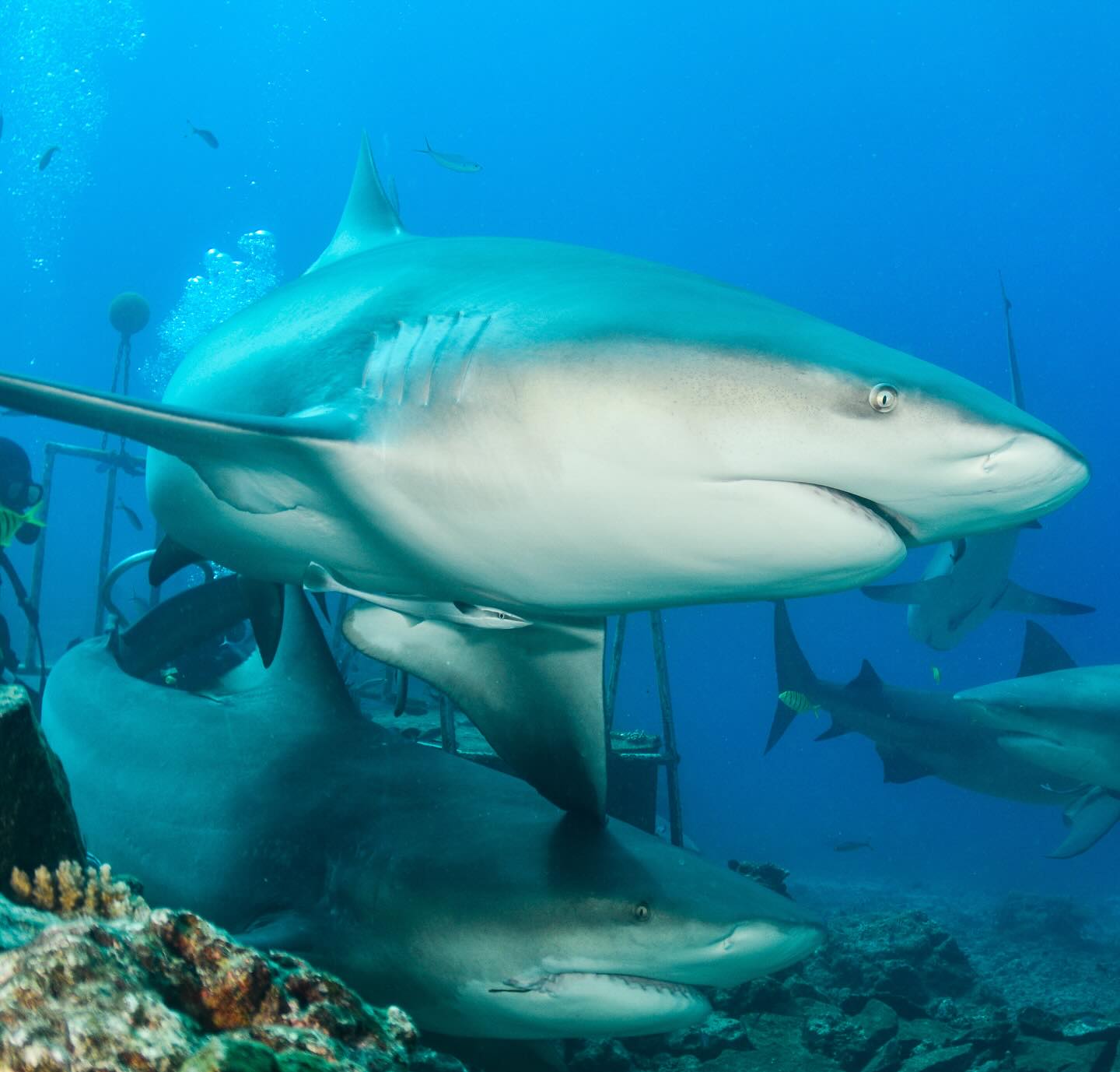 Yasawa Islands bull sharks ! Crystal clear waters and an incredible dive
#fiji #fijiislands #scubadiver #sharks