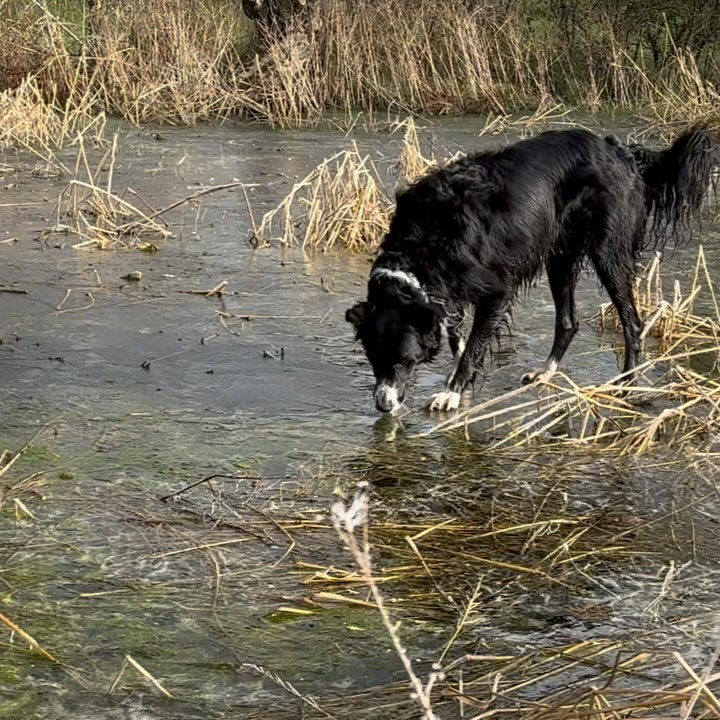 Winterpret ❄️
Wanneer de rijp alles in zachte kleuren hult, ziet de tuin er opeens heel anders uit. Ja, het was even best koud. Zulke winterse dagen brengen nieuwe uitdagingen met zich mee: voor de mezen om elkaar niet te verdringen aan de table d’hôtes, voor de rozen om te schitteren in oudroze en voor Louca om te drinken uit zijn favoriete vijver 😂
La joie d’hiver❄️
Lorsque le gel recouvre tout de couleurs douces, le jardin paraît soudain très différent. Oui, il faisait assez froid pendant un moment. Telles journées d’hiver apportent de nouveaux défis : que les mésanges ne s’entassent pas à la table d’hôtes, que les roses brillent de vieux rose et que Louca boive à son étang préféré 😂
#chambredhotes #bordercollie #bedandbreakfastcharme #bijzonderplekje #ohlechateau #mesangebleue #maisondhotesdecharme #frankrijk #douceur #slowlife #wegvandemassa #alacampagne