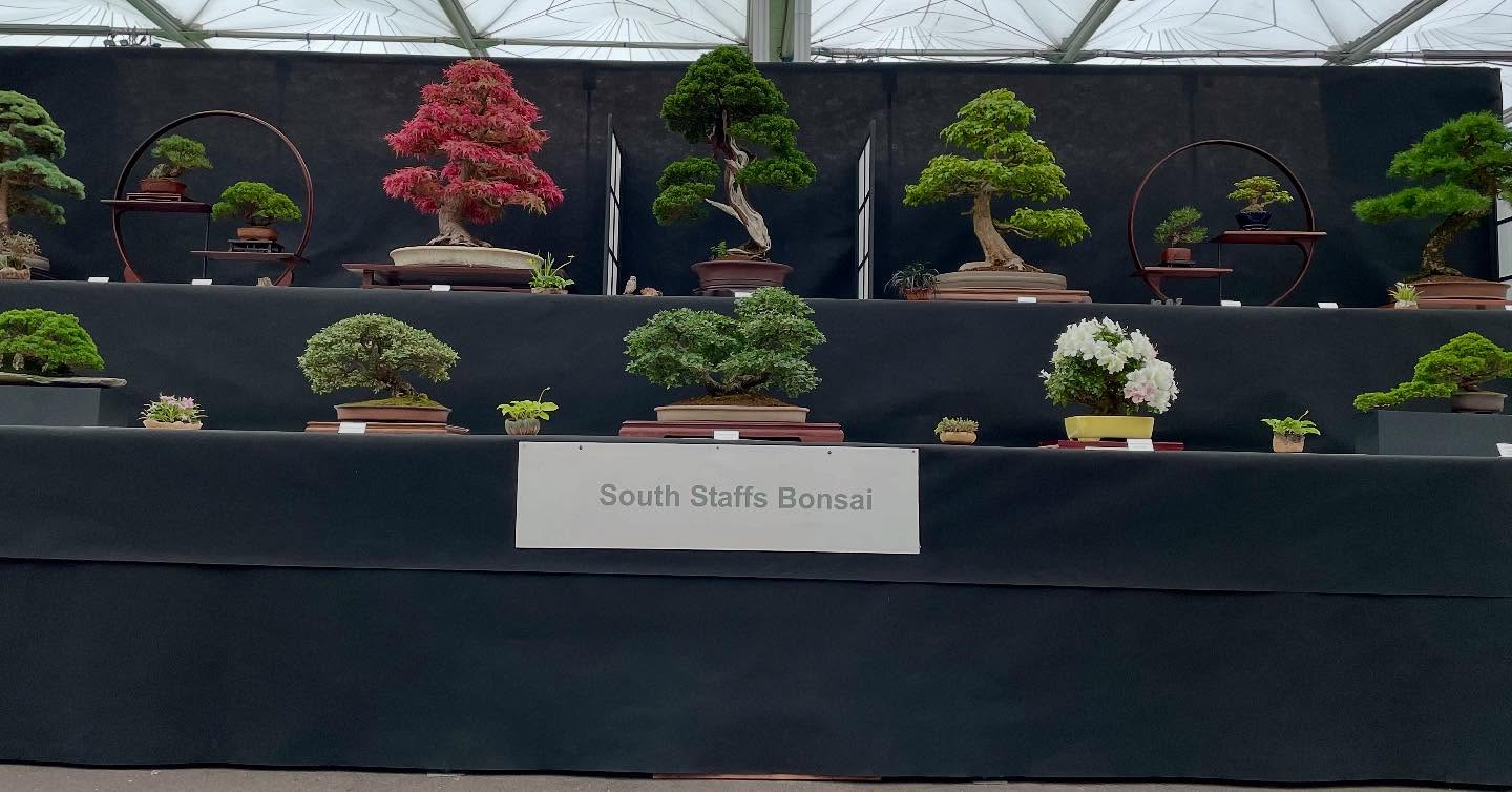 This Wednesdays meeting ( 15th ) Is a hands on workshop.
If you have always thought about joining a local, friendly bonsai society then this is the time to do it.
We have experts on hand to help and support you on your way to become a Bonsai Master. From garden material to bonsai grown trees we are here to help.
First meeting is free, so why not come along and see for yourself.
Potting materials and wire will be available to purchase and If you are planning to repot please bring a tray. @southstaffsbonsai #bonsai #bonsaisociety #bonsairepotting