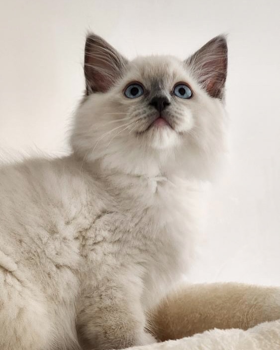 Today Nami’s kittens went to their forever homes! We’re so proud, happy and excited for these little ones. We’ll miss you Romeo, Lulu, Lily. Milo and Wallace 🩷🩷🩷
#purrsaceragdolls #ragdolllove #ragdollkittens