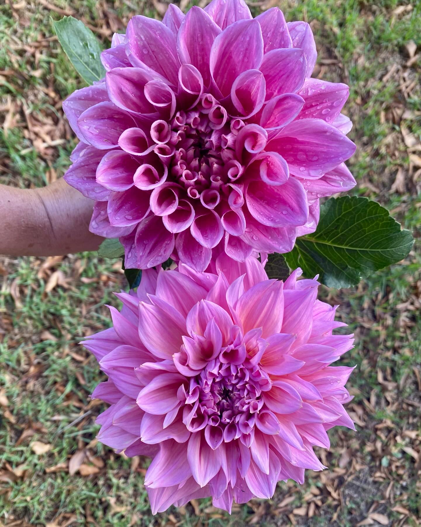 Ever wondered what the difference is between Formby Duke and Formby Monarch? I have!! They are both new to me this year and I’ve been hanging out to see for myself.
Here they are side by side, above is Duke below is Monarch. I haven’t used a filter for correct colour reference.
They are stunning with strong stems, and better stem length than I was expecting. They have lasted over a week in a vase for me in the heat of summer and feel excited to be sending them out in a special bouquet today 💖
Has anyone else grown them? What are your thoughts?
Have a fantastic week guys x
#formbyduke #formbymonarch #imustgrowflowers #imustgrowdahlias #dahlialove #newcastleflowerfarm