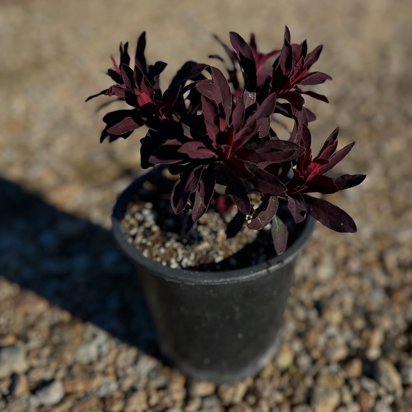 #SucculentSunday featuring Euphorbia Miner’s Merlot. This dramatic succulent boasts deep burgundy foliage that darkens in cooler weather, with vibrant lime green bracts in spring and summer. Drought-tolerant and deer-resistant, it adds striking color and texture to any garden.
Expected Growth: 1-2 feet tall by 1-2 feet wide
Currently available in 1 gallons at West Covina Nurseries.
Place your order today!
(805) 964-8270