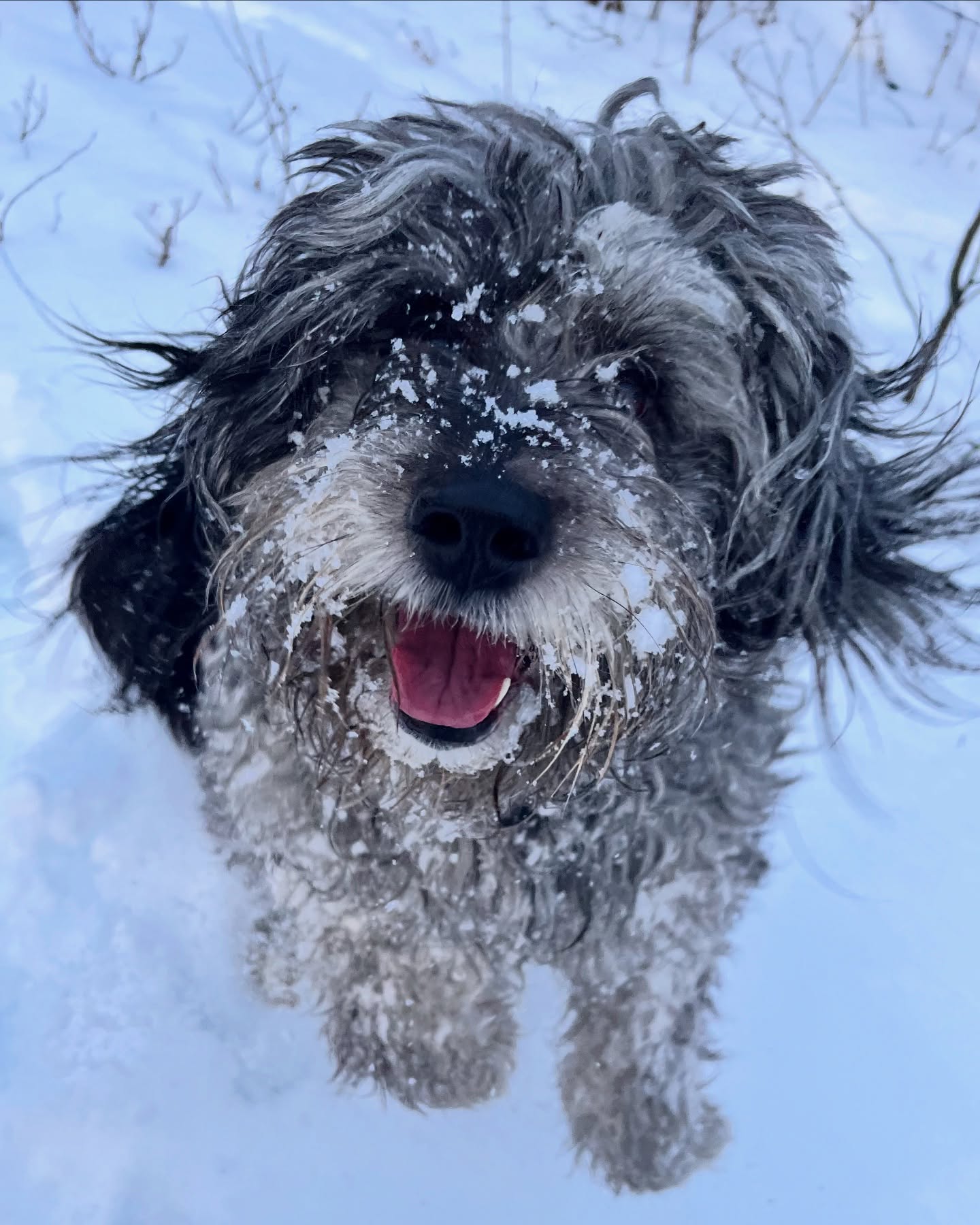 🚨 Spring Break Alert: We’re fully booked for Spring Break! ✨
But don’t worry, you can still add yourself to our waitlist in case any spots open up!
While you’re at it, start thinking ahead about your summer plans (I know, crazy!) ☀️ Our summer schedule fills up fast, so book early to secure your spot and guarantee your pet a fun and safe stay. 🐕💚
🐾To check availability or book: https://us.revelationpets.com/newbooking/widget/token/noo7p6tm2y