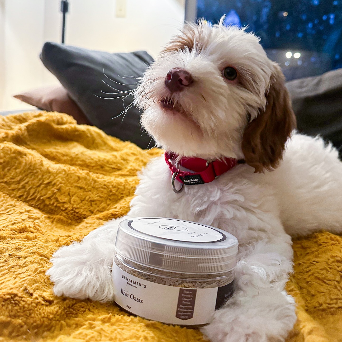 Spreading good vibes and great treats!🐾 Here’s little Patriot with our delicious Kiwi Oasis Oatmeal🍲🐶
#benjaminsbakehouse
