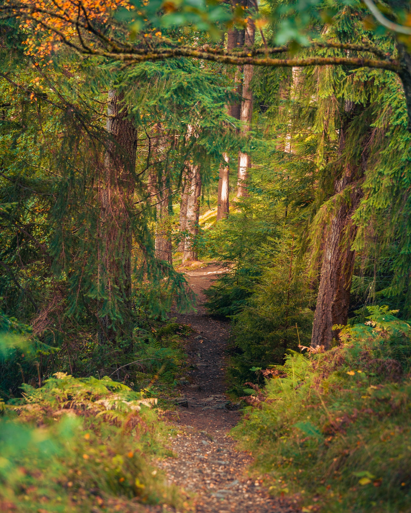 Forgot how easy it was to get lost in a forest.
#ForestPath #AlleanForest #Pitlochry #ScotlandViews #NatureWalks #WoodlandWonders #ScottishForests #ForestTrail #NaturePath #ExploreScotland #ScotlandNature #WalkInTheWoods #QuietMoments #NatureVibes #ScenicScotland #WildernessCulture #PathwayToNature #ForestEscape #NatureLovers #ScottishHighlands #DiscoverScotland #TreesOfInstagram #ForestMagic #ScotlandAdventures #MorningWalks #HiddenScotland #LoveScotland #NatureIsCalling #OutdoorExploration #ScottishLandscapes