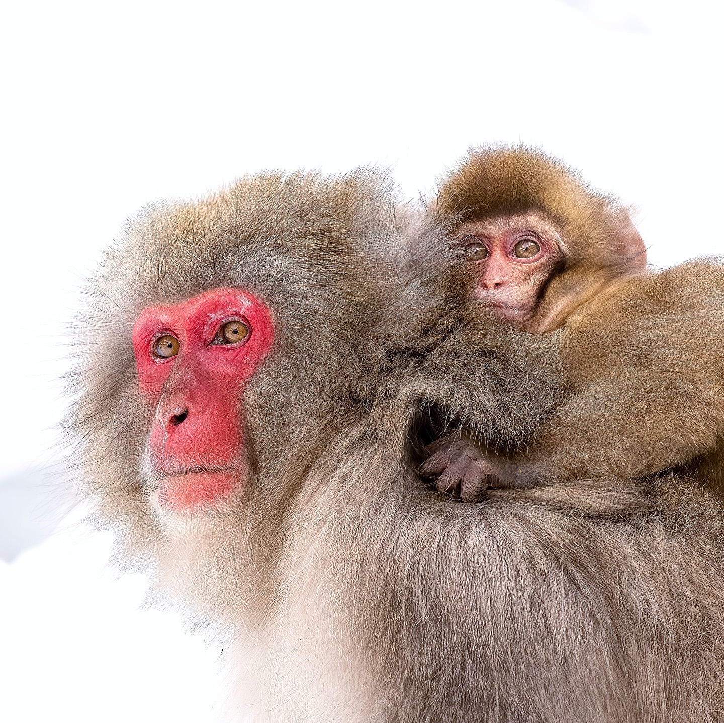 No Japan winter wildlife bingo card is complete without snow monkeys. Japan winter tour 2026 with @meghanmaloneyphotography is now open! More info on website. Shot with Sony A7RIV with 100-400GM #sonyalpha #japanphotography #snowmonkey