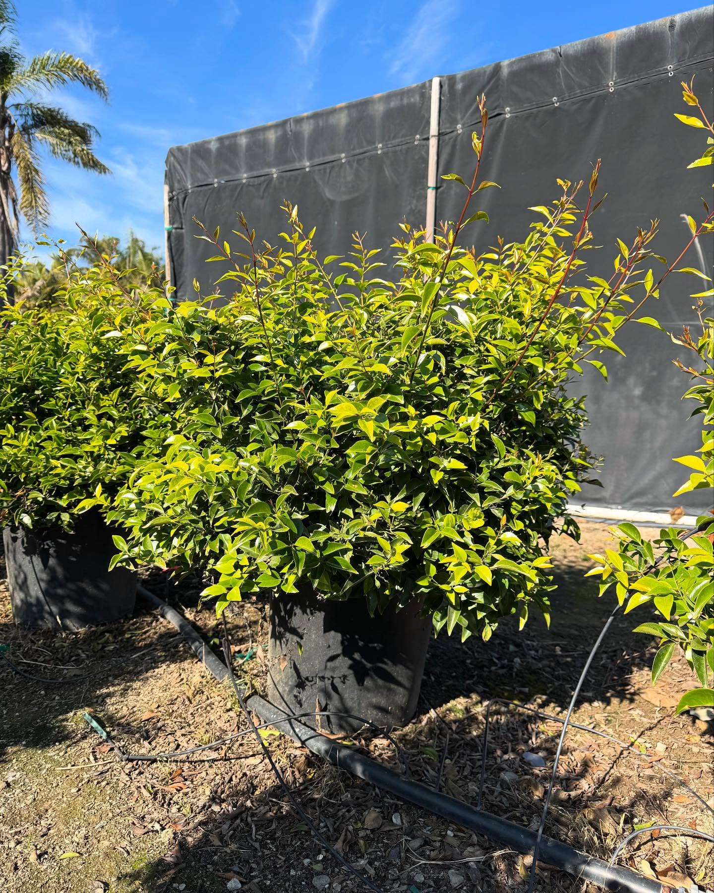 This week we’re featuring 2 Jasmine Varieties: Jasmine leratii & Jasmine angulare (pictured in order)
Both varieties are great choices for adding fragrance and beauty to your landscapes year round.
Currently available in 15 gallons at West Covina Nurseries.
Place your order today!
(805) 964-8270