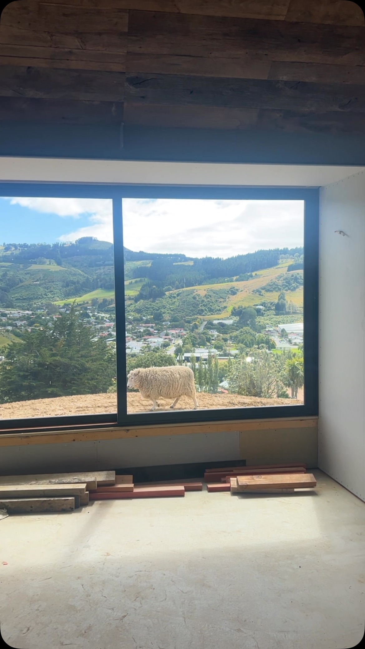 A few woolly visitors onsite today 🐑