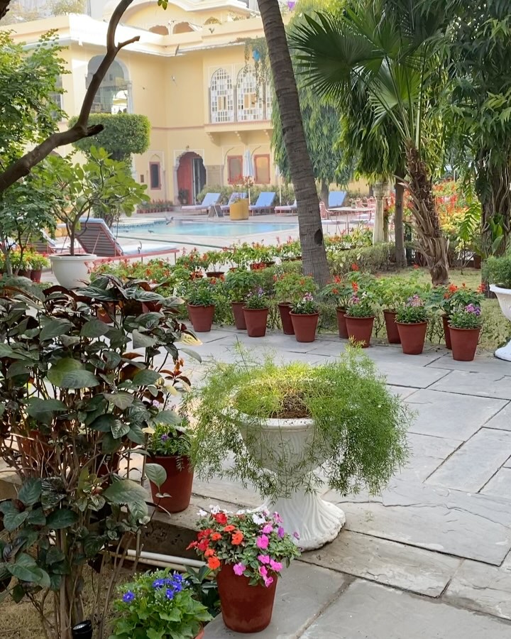 Beautiful way to start the day #india #jaipur #flowers #travel #happy #palace #beautiful