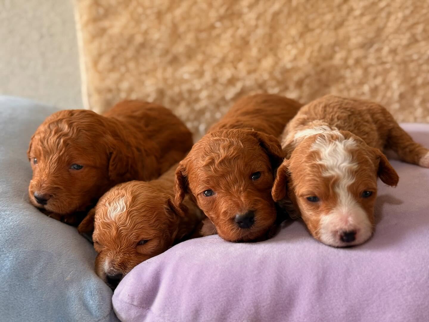 ¡Que mejor manera de iniciar el año, que dándole la bienvenida a nuevas huellitas! 🐾💛 #minigoldendoodle #luxurydoodles #maltipoo #caniche #mexico