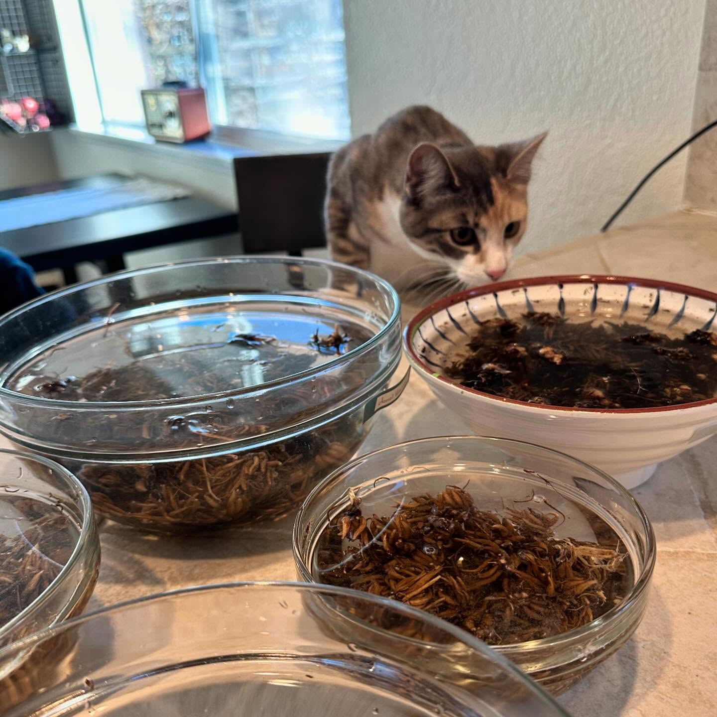 Getting some help presprouting ranunculus today - these ugly ducklings turn into my fluffiest, most-requested beauties in the spring. To me, today marks the beginning of flower-starting season! (Just swipe if you need a reminder - it sure makes this cold day feel a little warmer!) #wellgrownflowers #wellgrownfarm #ranunculus #localflowers