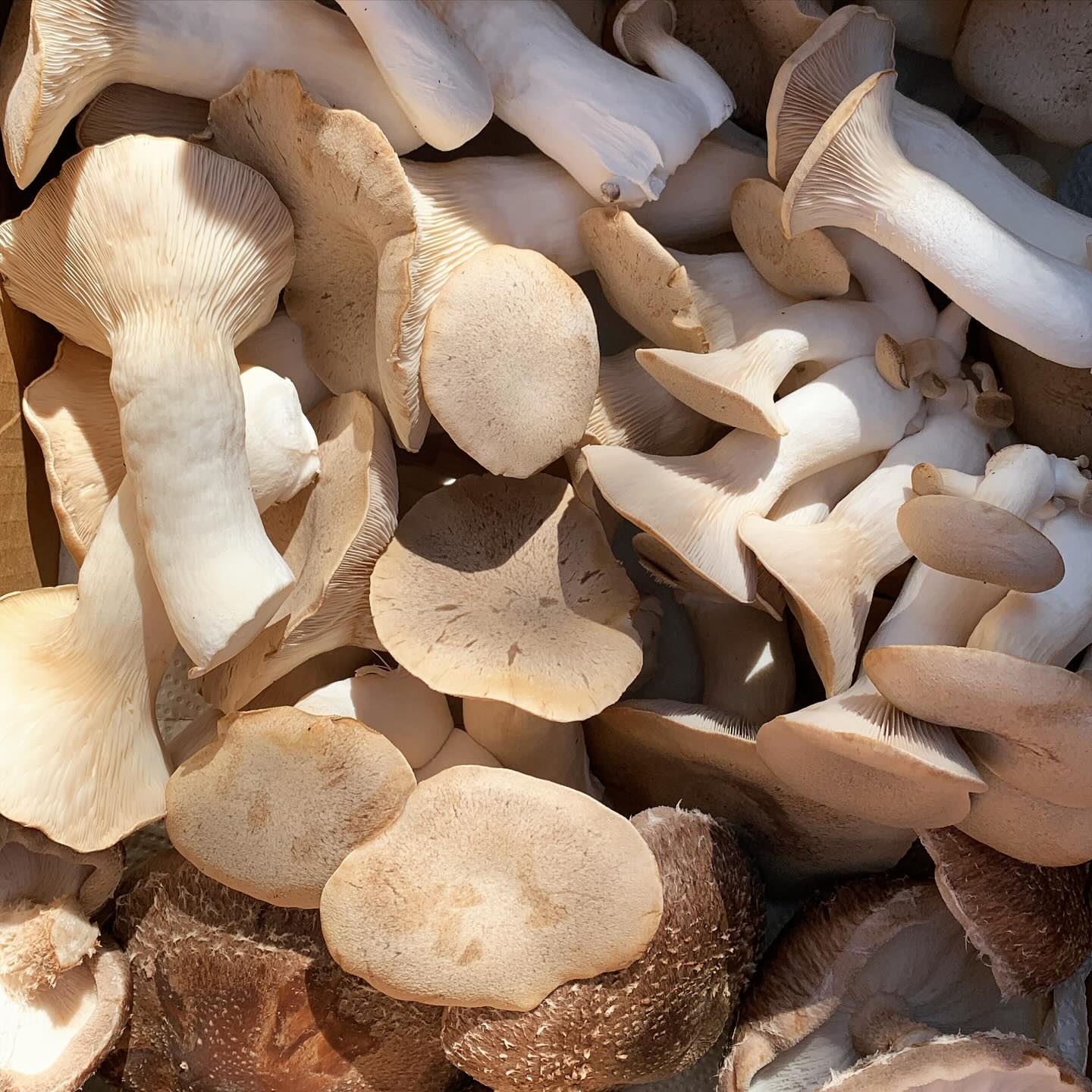 Here’s a freshly harvested haul of King Trumpet and Shiitake mushrooms off to @brunos.bellingen … you can grab some for yourself at today’s @bellingenfarmersproducers market. See you from 2.30pm 🍄🟫#kingtrumpetmushrooms #shiitakemushrooms #gourmetmushrooms #organic #freshproduce #maddrakemushroomfarm