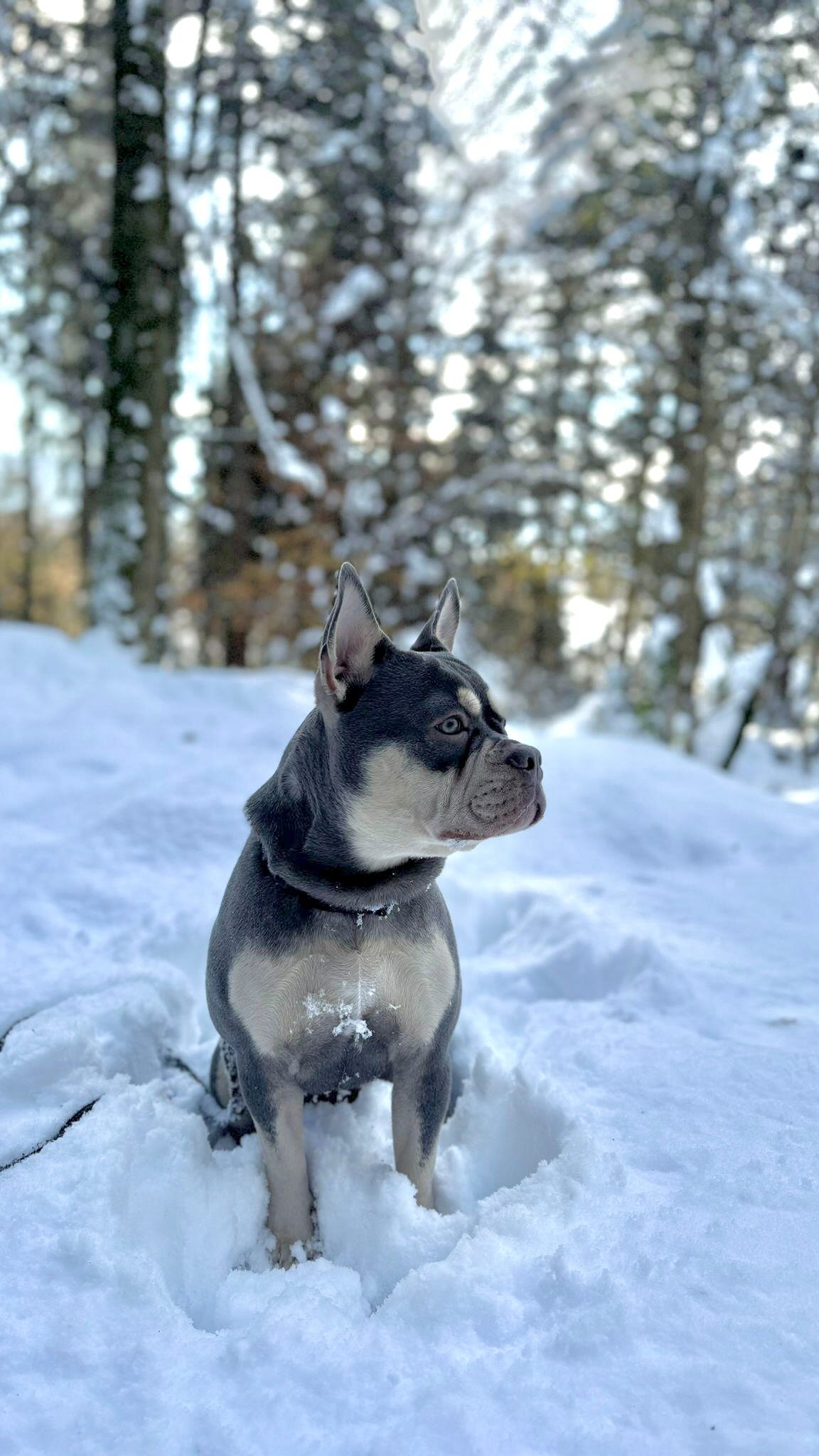 FUTURE 💪🏻😍
Wie vorbildlich ist dieser wunderschöne Rüde bitte?! 😍
Pure Harmonie im Rudel an der Leine. 🤝 Selbst das Silvestergeknalle bringt ihn nicht aus der Ruhe, die Leinenführigkeit sitzt. 💪🏻 Ich bin begeistert.
Er ist folgsam und geduldig. 🤩 Das Leckerli nimmt er natürlich erst auf Kommando. 🙌🏻 Hat er mal seine schwachen 5-Minuten, beweist er enorme Sprungkraft und bietet Zoomies deluxe! 😂🦘
Und zu guter Letzt: Er ist der beste Kumpel der Kinder und ein weiteres Baby von seiner Menschenmama. 🥹 Er wird über alles geliebt und geschätzt. Future macht einfach alles mit mit den Kindern – sogar im Prinzessinnenkleid, wenn’s sein muss. 👸😂
Einfach eine unglaublich bezaubernde Familie & tolle Hundeschule, die sie haben. Wir sind so stolz und glücklich, wenn wir sehen, wie glücklich die Familie ist und wie schön es unsere Nachzuchten haben. ❤️
Die Familie schwärmt übrigens sehr über den tollen Trainer, den sie haben und kann ihre Hundeschule nur von Herzen empfehlen. Schaut unbedingt mal bei @k9academy_official vorbei! 🐶
#CDDYfree #AlphaBully #retrofrenchie #sportlichebulldogge #französischebulldoggen #bulldoggswithnoses #bullymitnase #healthyfrenchie #frenchiesofinstagram #sportlichefrenchies #nasenbär #retrofrenchie #französischebulldogge #französischebulldoggedeutschland #französischebulldoggeschweiz #bullysmitnase #frenchiebreeder #bulldoggezüchter #dogtraining #hundeschule #dogtrainer
