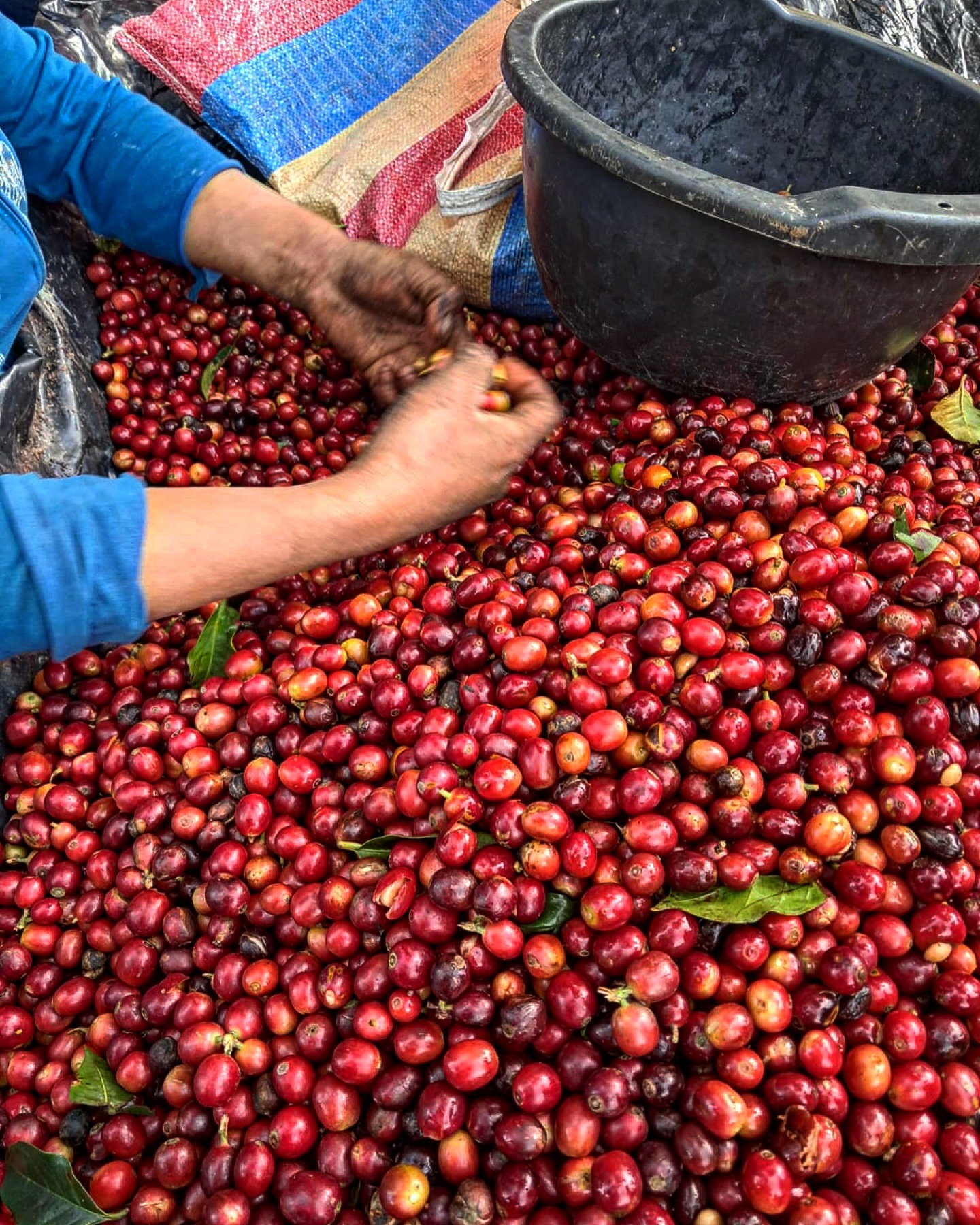 Selecting the best cherries is key for quality management. That allows us to have more homogeneous fermentations and get the best out of every variety ✨🍒