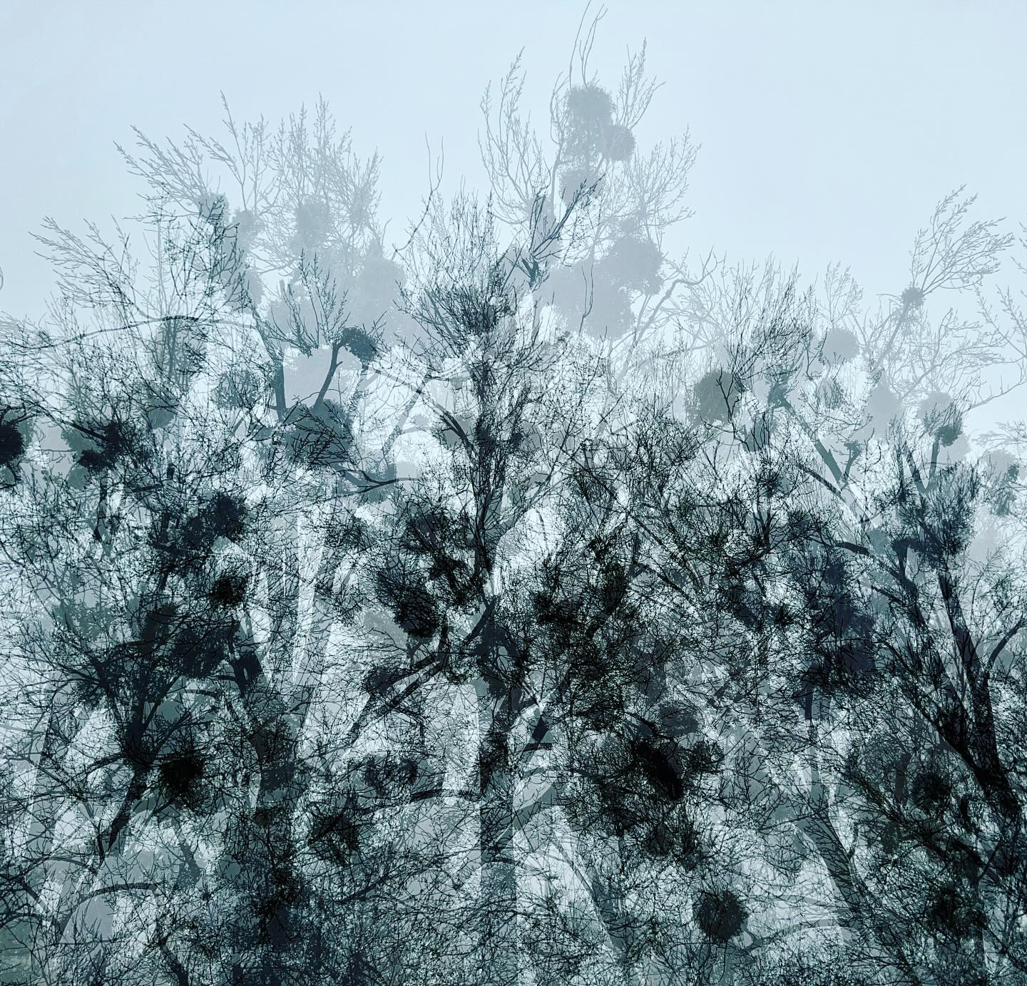 IM MÄRCHENWALD… #multiexposure #mehrfachbelichtung #experimentellefotografie #sky #sunlover #mystery #visualart #incamera #nophotoshop #fineartphotography #abstractart #inmotion #experimentalphotography #motion #fineart #artography #camerapainting #sun #light #shadows #beauty #sunlight #celebrationoflight #ontheroad #sunset #trees #beautyofnature #driveby #maerchenwald #fairytale