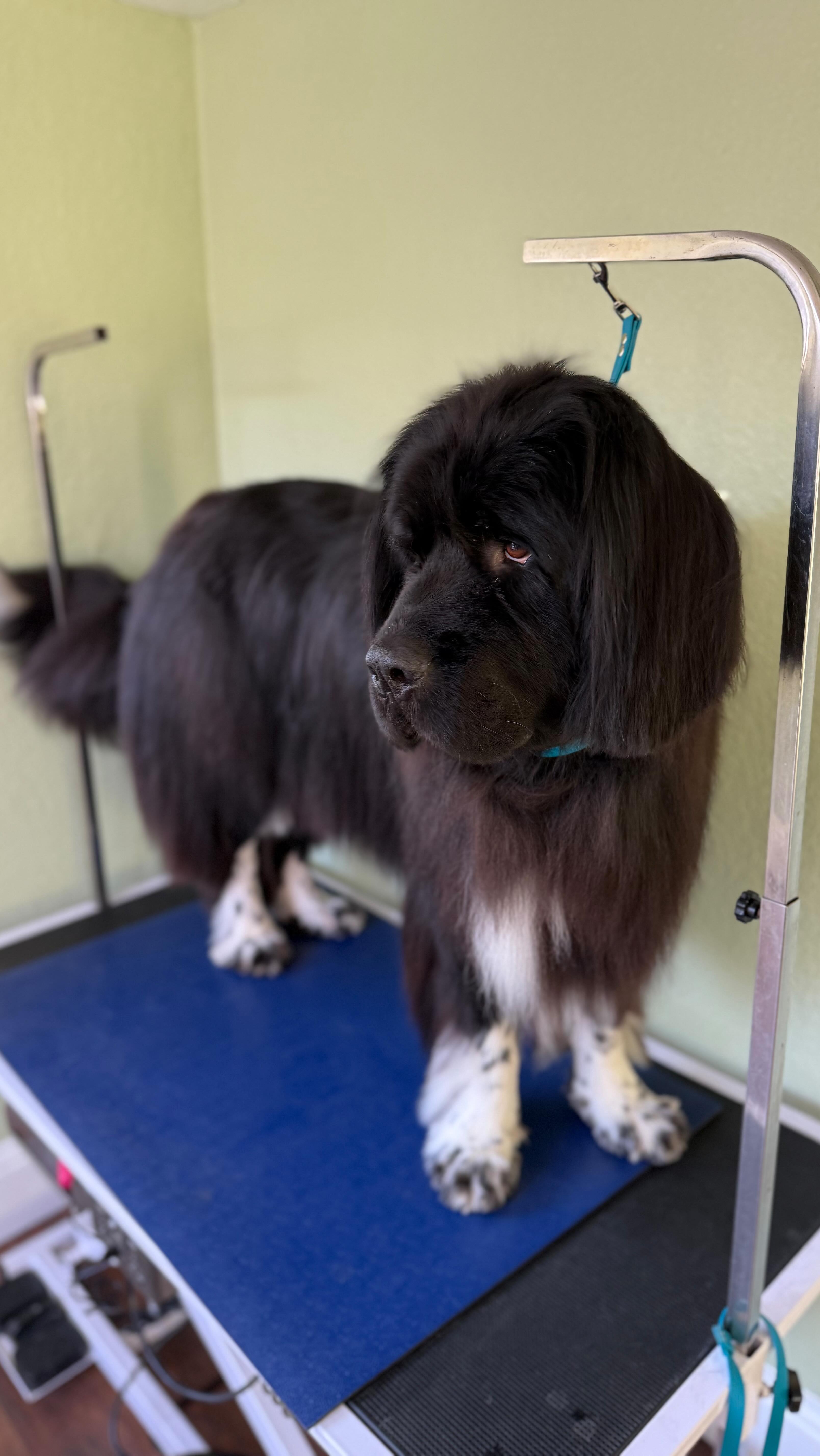 Malory Grooms is officially operating in Clairemont San Diego!
Booking as soon as mid February!
Book your pets luxury bath, nail trim, or full service haircut today. 🐕🛁