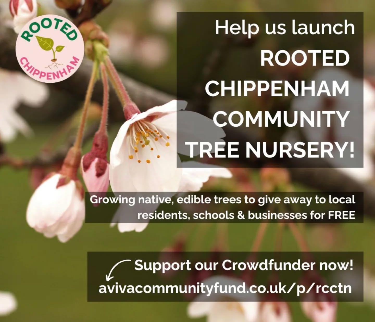🌳 Help Us Grow a Greener Chippenham—One Tree at a Time! 🌳
We're on a mission to grow and give away free native trees to the Chippenham community, and we need your support! Your donation to our crowdfunder will help us grow beautiful and important trees, which will be planted in our community to fight climate change, support local wildlife, and create a greener, healthier environment for all.
💚 Here are some of the incredible tree species we’ll be growing in our first year, thanks to your donations:
Crab Apple 🍏 – A beautiful, wildlife-friendly tree with vibrant flowers and delicious fruit
Wild Pear 🍐 – Known for its stunning blossoms and ability to support wildlife
Wild Cherry 🌸 – Gorgeous flowers in spring and valuable for local birds and insects
Cherry Plum 🍒 – A hardy tree that provides food and shelter for wildlife
Elder 🌿 – Known for its medicinal properties and rich in biodiversity
Hazel 🌰 – Produces nuts for wildlife and plays an important role in woodland ecosystems
Blackthorn 🌑 – A thorny shrub that helps create natural hedgerows and attracts pollinators
Rowan 🌲 – A stunning, hardy tree that supports birds and bees
Silver Birch 🌟 – A beautiful tree with striking white bark and vital for local ecosystems
Every donation helps us grow more of these trees, and we’ll be giving them away for free to local residents, schools, and community groups. With match funding, your donation goes twice as far!
💚 Donate today and help us grow these incredible trees for a brighter, greener future in Chippenham: https://www.avivacommunityfund.co.uk/p/rcctn
Together, we can make a real difference—one tree at a time!
#ChippenhamGreen #SupportLocal #PlantForTheFuture #NativeTrees #GreenCommunity