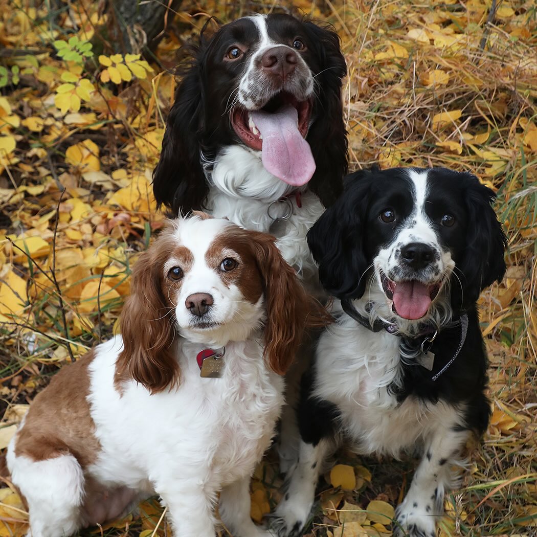 Who doesn’t love dogs? I love all pets❤️ I also love adding dogs to the family photos. Here are just a few of the soft dogs I have photos of from this fall. #yycdogs #dogsarefamily #calgarypetphotography #canipetthatdog