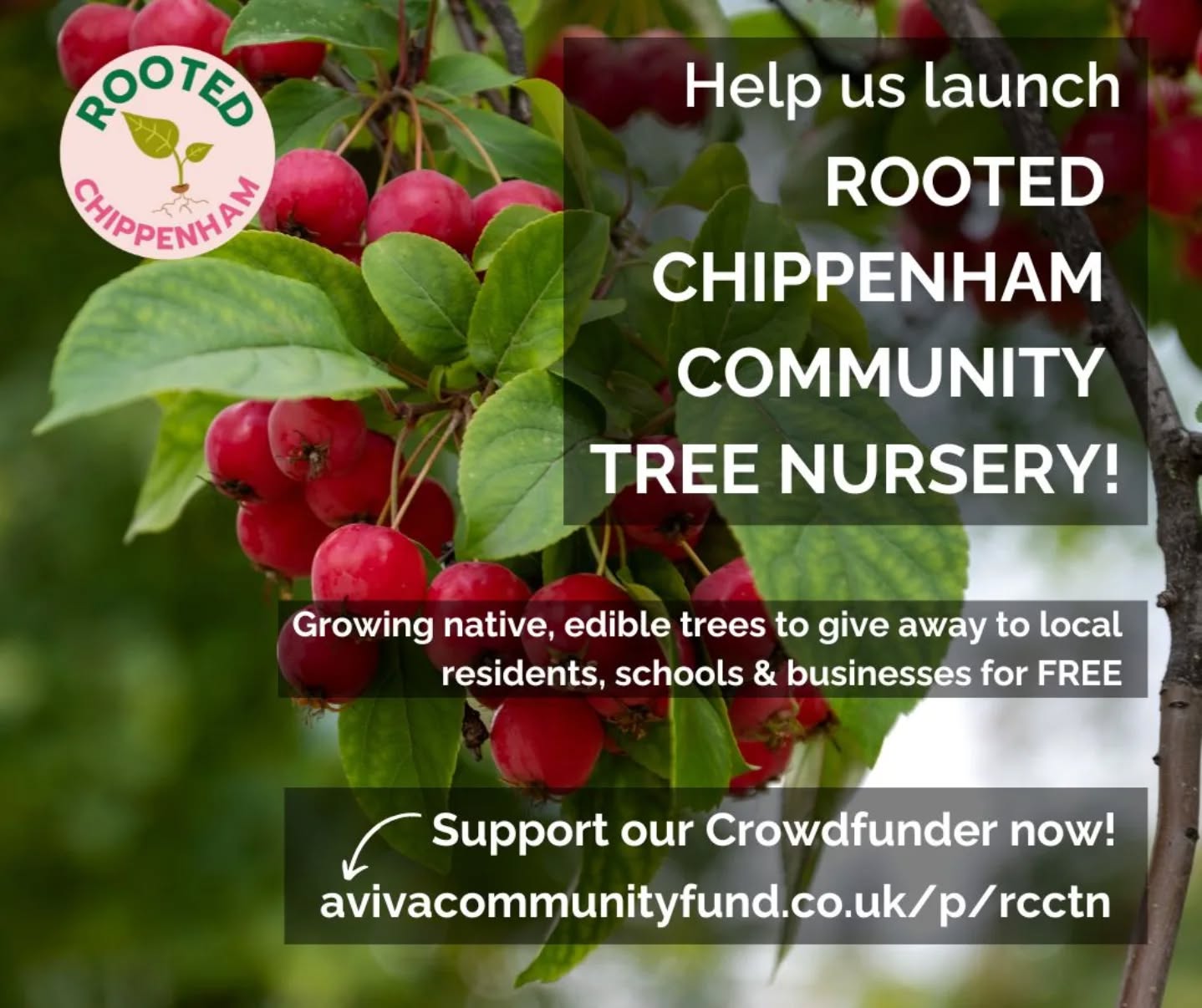 🌱 Help us grow a greener Chippenham—and get rewarded! 🌱
We’re on a mission to create a sustainable future for Chippenham by growing and giving away thousands of native trees to the local community—for free. Your support will help us make this happen, and we’ve got some fantastic crowdfunder rewards to thank you for your generosity:
⚡ Join the priority list for our first trees!
📖 Choose a specially signed copy of one of our favourite books:
‘The Sustainable-ish Guide to Living’ by Jen Gale
‘How Bad are Bananas?’ by Mike Berners-Lee
‘The Language of Trees’ by Katie Holten
‘The Rubbish Book’ by James Piper
‘Hope in Hell’ by Jonathon Porritt
‘A Tale of Trees’ by Derek Niemann
‘Compost’ by Charles Dowding
‘How to save the world for free’ by Natalie Fee
A signed monograph of ‘Ash’ by Archie Miles
🌳 Westonbirt Arboretum tickets for 2 Adults & 2 kids
🌟 Become a corporate sponsor with a credit on our website and an option to join the priority list for our first trees
👉 Your donation will help us grow more trees, combat climate change, and create greener spaces throughout Chippenham—and with these rewards, you can take a piece of the journey home with you! Donate here: https://www.avivacommunityfund.co.uk/p/rcctn
Thank you for supporting the Chippenham Community Tree Nursery. Together, we can grow something beautiful for future generations! 🌳
@sustainableish @katieholten @rubbishgeek @charles_dowding @nataliefee_ @lostleavesfound @westonbirtarb @noplanet_mbl