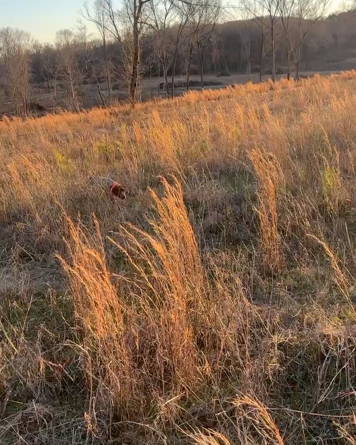 Oakley was struggling with hunting desire so we sent her home for a couple months to build desire. Sometimes a brief break helps to get a dog focused and build confidence.
.
.
.
#schillingsgundogs #schillingsgundogstraining #sgdtraining
#uplanddogtraining #uplanddogtrainer
#gundogtraining #gundog #birddogtraining #birddog